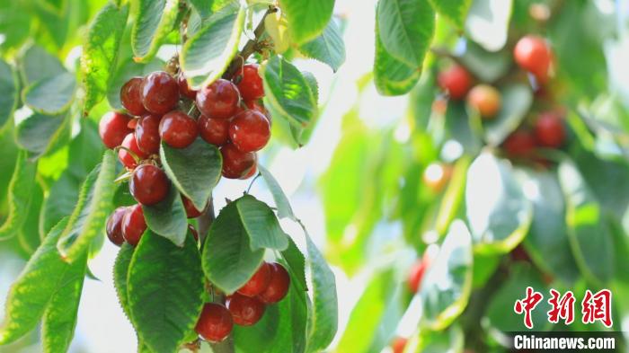 莎车县4.5万亩樱桃已进入采摘季。　孙亭文 摄