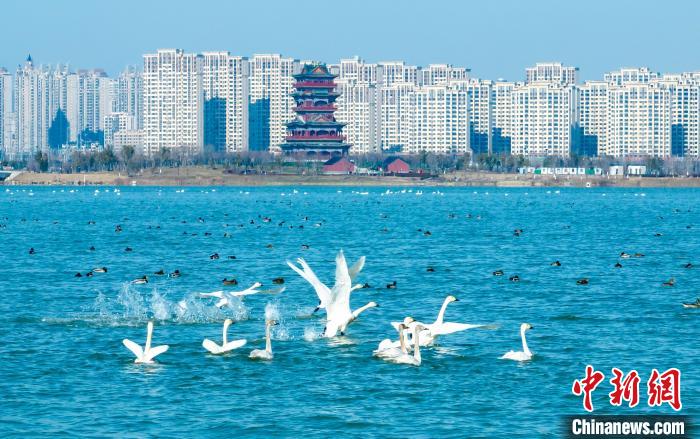 明湖湿地公园成为鸟类栖息地。　滁州市委宣传部供图