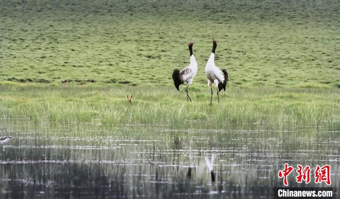图为黑颈鹤在青海境内湿地内栖息。　祁连山国家公园青海省管理局供图