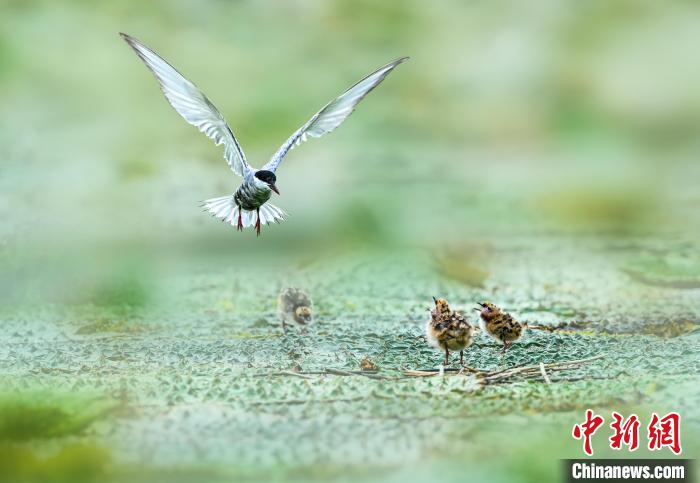 “京津冀最美湿地”衡水湖成“鸟类幼儿园”40余种鸟类夏季繁育忙