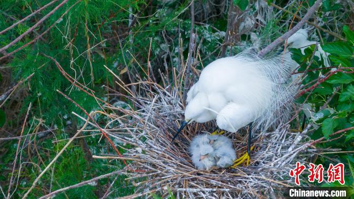 白鹭守护着巢中的幼鸟。　张学锋 摄