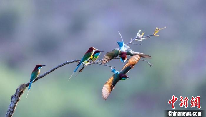在明溪县盖洋镇村头村，数只蓝喉蜂虎在枝头嬉戏。　江月兰 摄