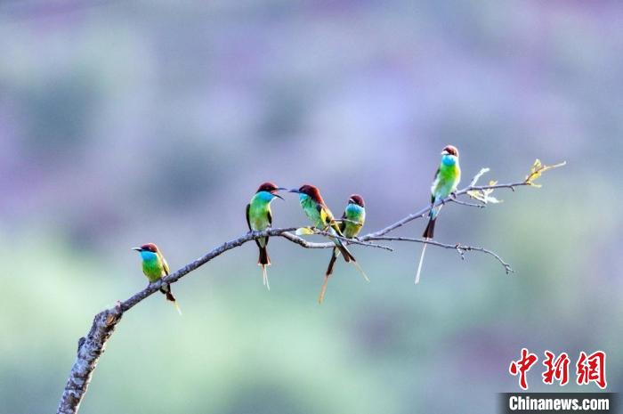 福建明溪迎来大量“中国最美的小鸟”