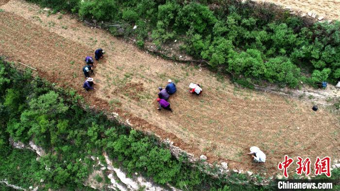 图为6月6日，王金庄村民在梯田上劳作。　陈虎斌 摄