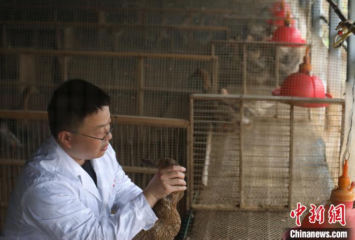 王勇在肥西县铭传乡明航养殖基地查看麻鸭生长情况。　肥宣 摄