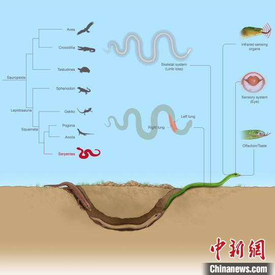 蛇类特有性状的演化遗传机制。　中科院成都生物所 供图