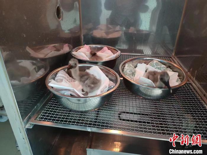 陕西汉中朱鹮保护区人工救护繁育中心今年已繁育朱鹮幼鸟55只