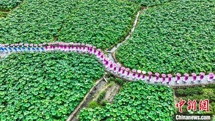 旗袍爱好者组成的队伍与莲花生态美景交相映衬，形成一道美丽的风景线。　程孟玲 摄