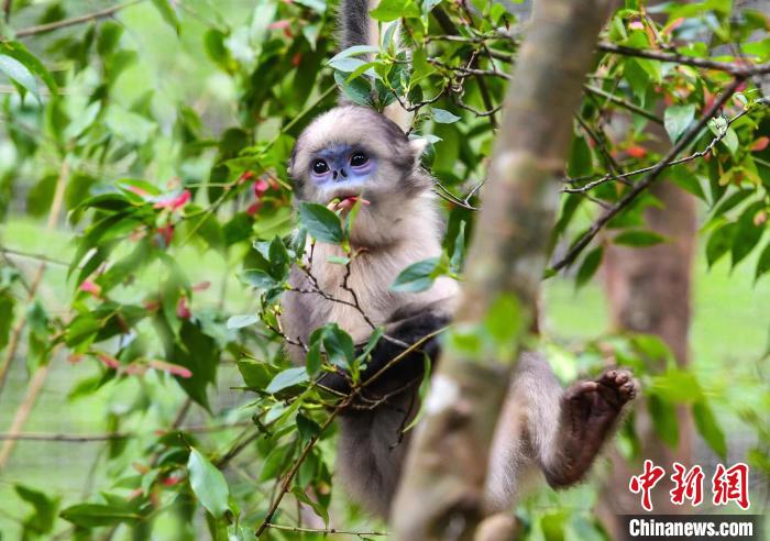 图为黔金丝猴“黔宝”在树上玩耍。　贵州梵净山国家级自然保护区管理局供图