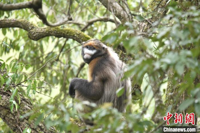 图为在贵州梵净山国家级自然保护区内生活的黔金丝猴。　杨伟 摄