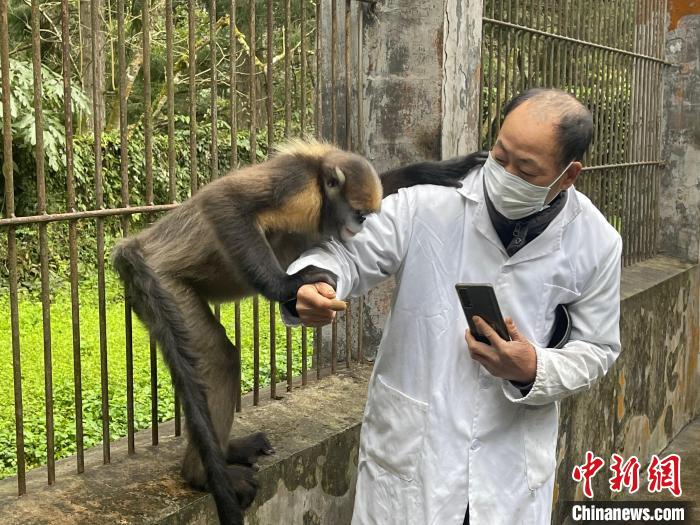 图为黔金丝猴“健健”与饲养员杨胜记互动。　杨伟 摄