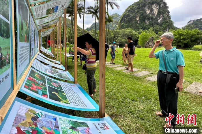 图为游客正在观看美人蕉介绍展牌。　韦国政 摄