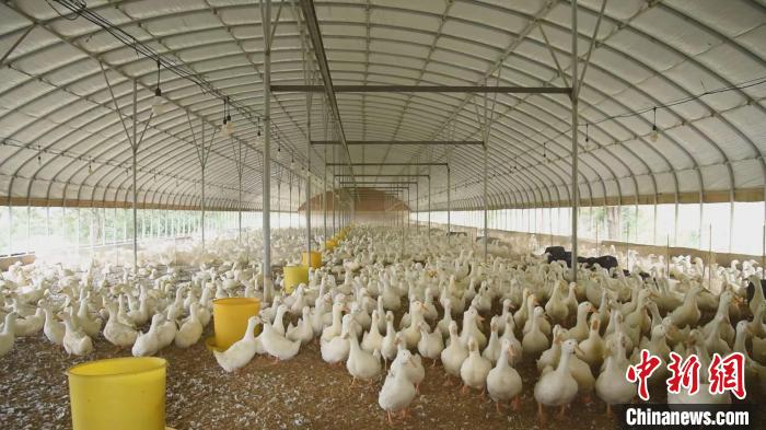 百万旱鸭全产业链项目是黎城县目前在建的规模最大的种鸭养殖场。　黎城县融媒体中心供图